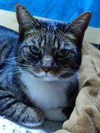 Lieve kater zoekt gouden mandje, Dieren en Toebehoren, Katten en Kittens | Overige Katten, Kater, Kortharig, 6 jaar of ouder