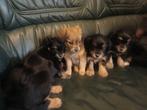 Dwerg keeshondje x pomeriaan puppy's, Dieren en Toebehoren, 8 tot 15 weken, Meerdere, Meerdere dieren, Nederland