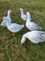 Gans eieren, Meerdere dieren, Gans of Zwaan