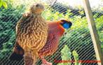 Gezocht Temminck tragopan hen, Dieren en Toebehoren, Pluimvee, Vrouwelijk, Overige soorten