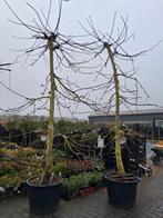 Oude laagstam karakteristieke prunus a Kordia Kersenboom, Lente, Kersenboom, In pot, Ophalen of Verzenden