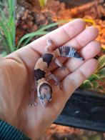 Vetstaartgekko, Dieren en Toebehoren, Hagedis, 0 tot 2 jaar