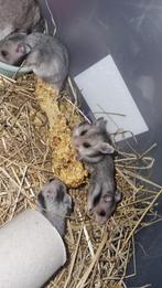 4 baby goud hamsters, Dieren en Toebehoren, Augustus, Meerdere dieren, Hamster