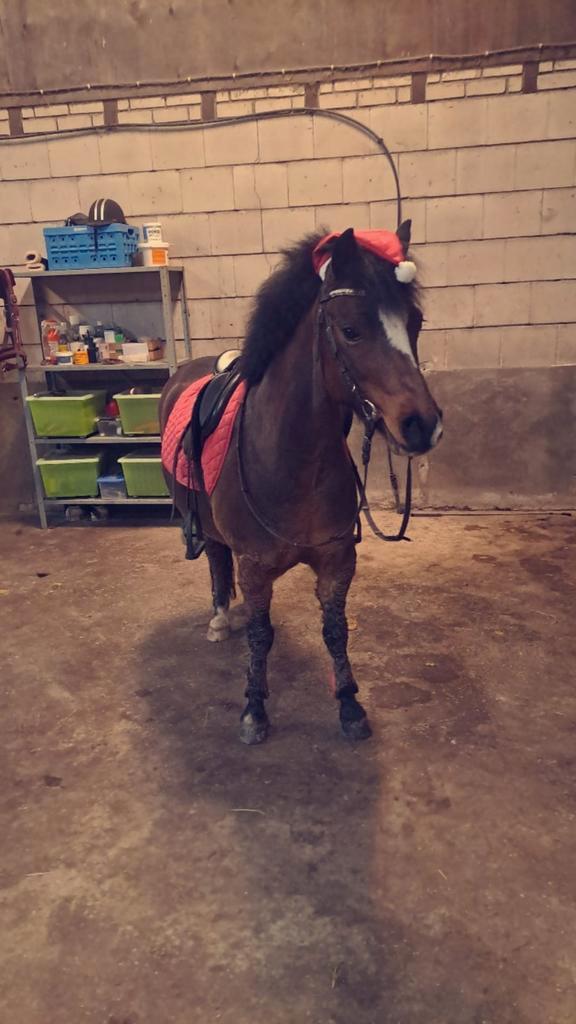 Gezocht bijrijder, Dieren en Toebehoren, Paarden en Pony's | Verzorgingsproducten, Ophalen of Verzenden