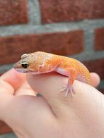 0.1 Mandrin tangerine 66% het tremper, Dieren en Toebehoren, Reptielen en Amfibieën, Hagedis, 0 tot 2 jaar