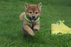 Shiba inu pups ut nieuw nestje te kiezen, Rabiës (hondsdolheid), 15 weken tot 1 jaar, Buitenland, Poolhond