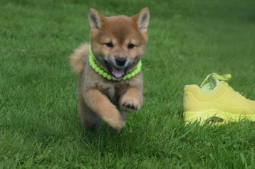 Shiba inu pups ut nieuw nestje te kiezen beschikbaar voor biedingen