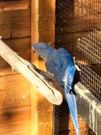 Mooie halsbandparkieten, Meerdere dieren, Parkiet