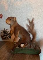 Opgezette rode eekhoorn- taxidermie, Verzamelen, Dierenverzamelingen, Ophalen of Verzenden, Zo goed als nieuw, Wild dier, Opgezet dier