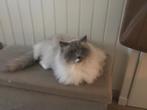Ragdoll, Dieren en Toebehoren, Katten en Kittens | Raskatten | Langhaar, Kater, Ontwormd
