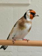 Putter, Dieren en Toebehoren, Vogels | Overige Vogels, Mannelijk, Wildzangvogel