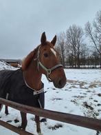 Gelderse ruin, Dieren en Toebehoren, Paarden, B, Ruin, Tuigpaard, 165 tot 170 cm