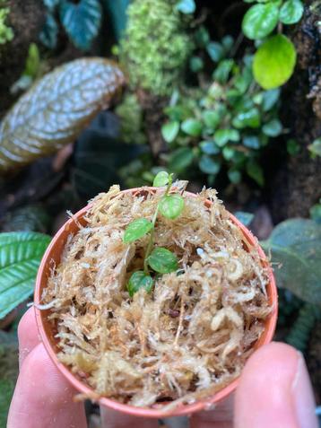 Philodendron sp. Gold Dust (uiterst zeldzaam) beschikbaar voor biedingen