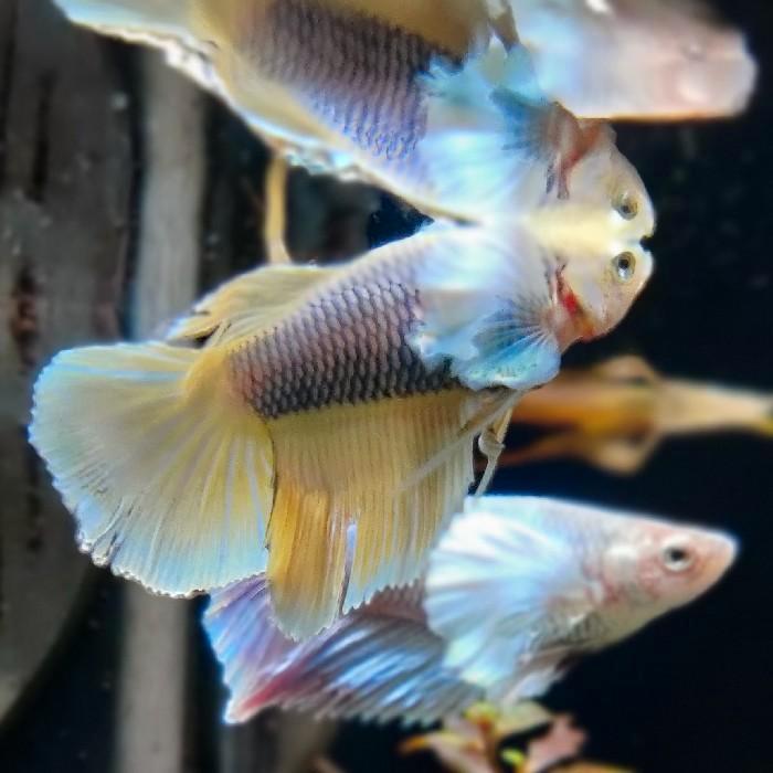 Betta splendens vrouw, Dieren en Toebehoren, Vissen | Aquariumvissen, Vis