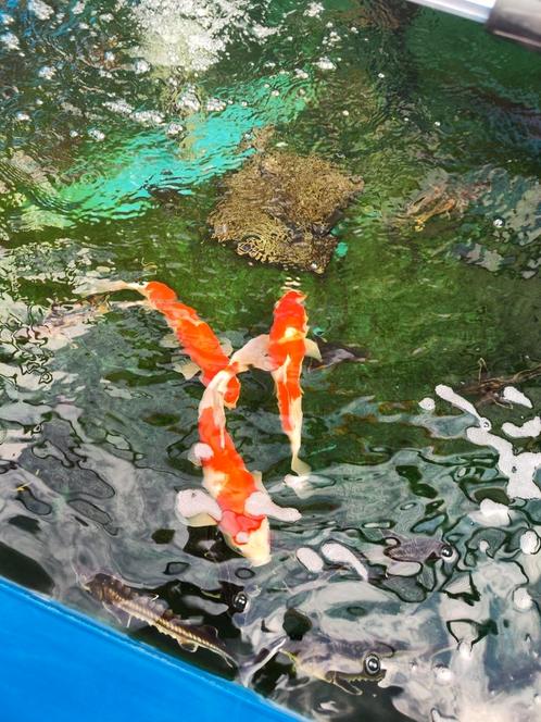 Japanse koi 35-40 ccm desgewenst bezorgd aan huis, Dieren en Toebehoren, Vissen | Vijvervissen, Karper of Koi