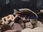Venustus man, Vis, Zoetwatervis