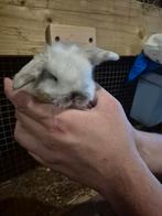 Minilop hangoor dwerg konijntjes voedstertjes🐰🐰🐰, Dieren en Toebehoren, Konijnen, Vrouwelijk, Dwerg, Hangoor