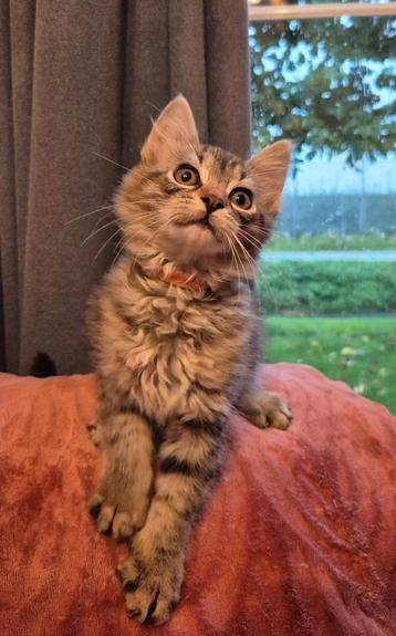 Ares (kruising maine coon) zoekt een actief huisje beschikbaar voor biedingen