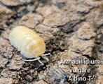 Armadillidium vulgare 'Albino/T-', Dieren en Toebehoren, Insecten en Spinnen, Overige soorten