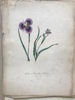 antieke botanische prent, Antiek en Kunst, Kunst | Etsen en Gravures, Ophalen
