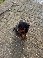 Rottweiler pup te koop, Dieren en Toebehoren, België, Particulier, Reu, 8 tot 15 weken