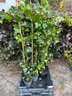 Hedera gestokt 100/1,25, Ophalen, Bloeit niet, Klimplanten, Halfschaduw