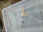 Mooie koi, Dieren en Toebehoren, Vissen | Vijvervissen, Karper of Koi