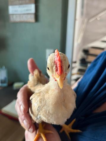 Lief serama haantje  beschikbaar voor biedingen
