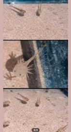 Axolotl opkoper gezocht!, Dieren en Toebehoren, Amfibie, 0 tot 2 jaar