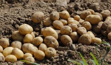Heerlijke aardappelen rechtstreeks van de boer
