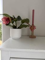 Mooie kamerplant met roze bloemen, Ophalen, Nieuw