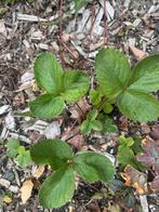 Aardbei plantjes, Volle zon, Vaste plant, Ophalen of Verzenden, Fruitplanten