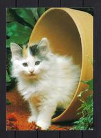 714 KATTEN, Ophalen of Verzenden, Gelopen, Hond of Kat