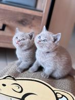Britse Korthaar Kittens!!!, Dieren en Toebehoren, Katten en Kittens | Raskatten | Korthaar, Ontwormd, 0 tot 2 jaar, Kater