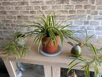 Grote Graslelie (Spider Plant) – luchtzuiverend & makkelijk! beschikbaar voor biedingen