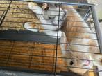 Minilop dwergkonijn, Dieren en Toebehoren, Konijnen, Mannelijk, Dwerg