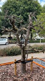 Boomstam perenboom decoratie standaard, Ophalen, Overige soorten, 100 tot 250 cm
