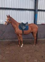 Super lieve merrie, Met stamboom, 11 jaar of ouder, Recreatiepony, Merrie