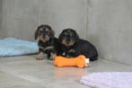 Ruwhaar dwerg Teckel pups, Dieren en Toebehoren, Honden | Teckels en Dashonden, Parvo, Nederland, 8 tot 15 weken, Dwerg