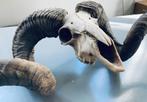 RAM SCHEDEL Skull GEWEI Opgezette Dieren, Verzamelen, Ophalen of Verzenden, Zo goed als nieuw, Boerderijdier, Schedel