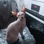 Sphynx Kittens Te Koop (zie informatie hier onder), Dieren en Toebehoren, Katten en Kittens | Raskatten | Korthaar, Meerdere dieren