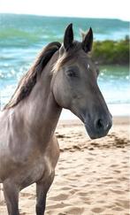 Opzoek naar je droompaard bekijk deze prachtige merrie is!, Dieren en Toebehoren, Paarden, Minder dan 160 cm, Zadelmak, 11 jaar of ouder