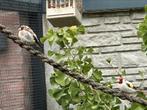 Koppel majoorputters, Dieren en Toebehoren, Meerdere dieren, Tropenvogel