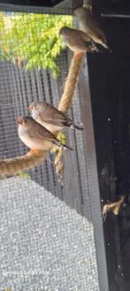 Zebravinken jong, Dieren en Toebehoren, Vogels | Overige Vogels, Meerdere dieren, Wildzangvogel