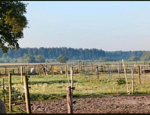 Weitje/paddock voor 3 shetlanders gezocht, Dieren en Toebehoren, Stalling en Weidegang
