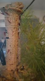 Jonge vuurgarnaaltjes €0,50 per stuk, Dieren en Toebehoren, Ophalen, Tak, Plant, Rots of Steen