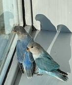 Agapornis Dwergpapegaai Diverse Kleuren Eventueel met kooi!, Meerdere dieren, Dwergpapegaai of Agapornis, Tam