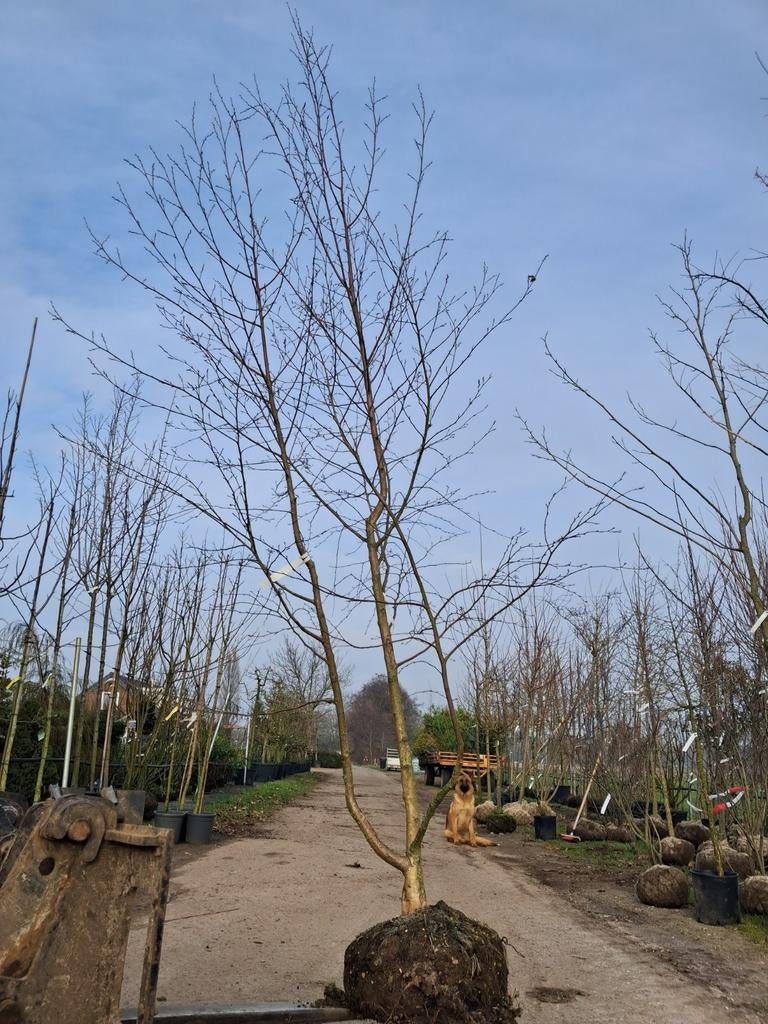 Meerstammige Berk - Prachtige Boom voor uw Tuin, Tuin en Terras, Planten | Bomen, Bloeit niet, 250 tot 400 cm, Volle zon, In pot