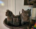 Lieve sociale kittens. Blauwe Rus / Britse Korthaar mix., Meerdere dieren, Ontwormd, 0 tot 2 jaar