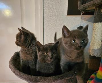 Lieve sociale kittens. Blauwe Rus / Britse Korthaar mix. beschikbaar voor biedingen